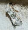 Hecatera dysodea